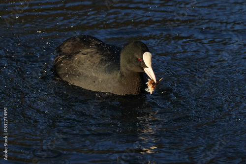 A Coot (Fulica atra) swimming on a lake with a crayfish head in its beak which it is about to eat.