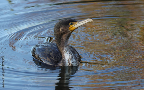 A Cormorant, Phalacrocorax carbo, hunting for fish in a lake.