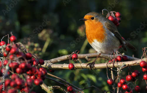 A beautiful Robin, Erithacus rubecula, perching on a Hawthorn Tree, eating the berries.