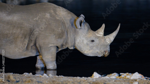 Rhinoceroses are among the largest living land animals, with living species ranging in average weight from 775 kilograms, bathing at Okaukuejo waterhole in the Etosha National Park, Namibia