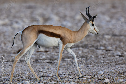 A springbok or springbuck (Antidorcas marsupialis), an antelope found mainly in south and southwest Africa, drinking at Okaukuejo waterhole in the Etosha National Park, Namibia