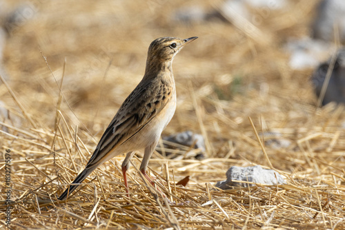 African Pipit (Gewone Koester) (Anthus cinnamomeus) near Okaukuejo in the Etosha National Park, Namibia