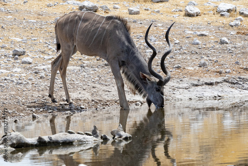 The kudus are two species of antelope of the genus Tragelaphus, this is a Greater kudu, Tragelaphus strepsiceros, of eastern and southern Africa, drinking at Okaukuejo waterhole in the Etosha National