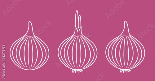 Onion outline. Isolated onion on white background