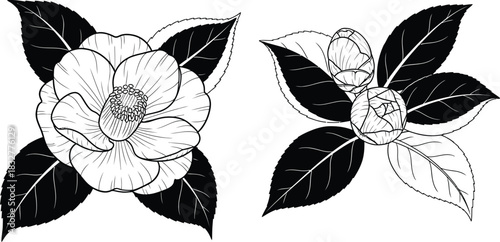 Elegant camellia flower line art illustration for botanical design projects