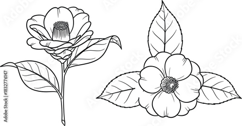 Elegant camellia flower line art illustration for botanical designs and coloring pages