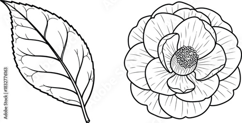 Camellia flower and leaf botanical illustration in black and white outline