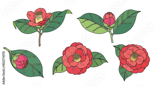 Hand drawn camellia flowers and buds with green leaves isolated on white