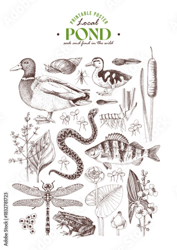 Pond ecosystem hand drawn vector poster