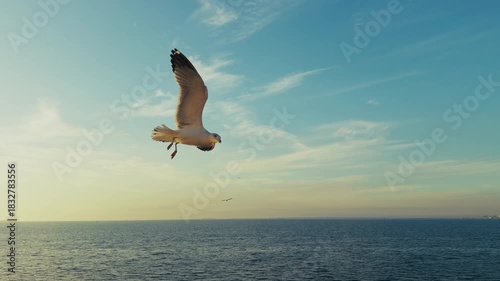 Animal Bird Seagulls Flying on Sky In The Afternoon