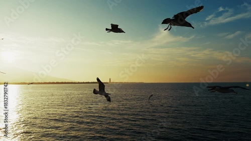 Animal Bird Seagulls Flying on Sky In The Afternoon