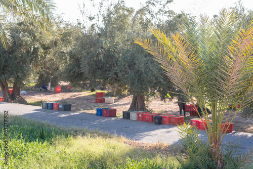 Oliviers dans un champ a marrakeche plus ramassage.