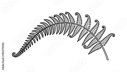 Elegant fern frond illustration lends organic beauty and botanical grace to designs