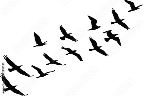 Flock of birds flying in formation against a white background