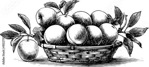 Vintage decorative engraving of a basket filled with fresh peaches