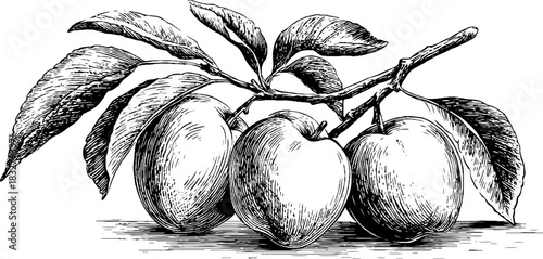 Vintage decorative illustration of fresh peaches basket for design and decor