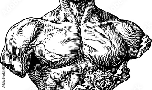 Vintage engraved illustration of classical stone torso sculpture