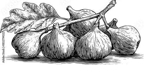 Engraved decorative illustration of figs cluster - vintage botanical sketch for retro design