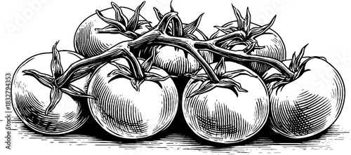 Vintage engraved illustration of a cluster of fresh tomatoes for design and decoration