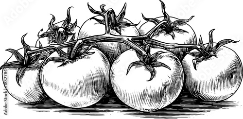 Vintage engraved illustration of a cluster of fresh tomatoes for kitchen decor and food packaging design