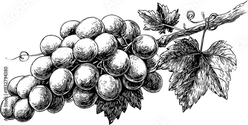 Decorative vintage engraving of a grape cluster for label design