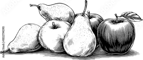 Vintage engraved illustration of pears and apples for retro design