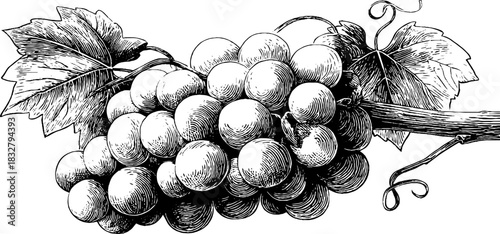 Vintage decorative engraving of a grape cluster with leaves for design and decoration
