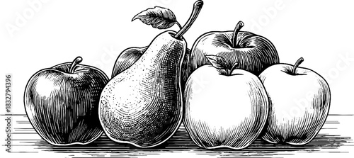 Vintage engraved illustration of clustered pears and apples for retro decor