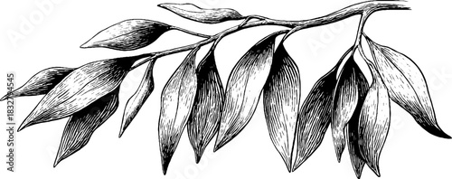 Engraved decorative illustration of a dawn leaf spirit for design and art projects