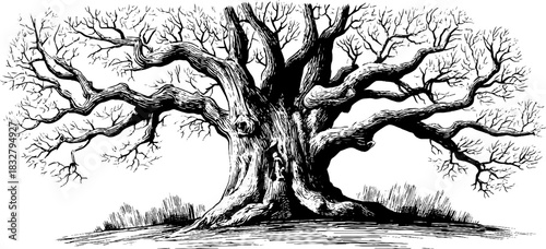 Intricate forest watcher tree spirit engraving - nature and mythical art design for prints