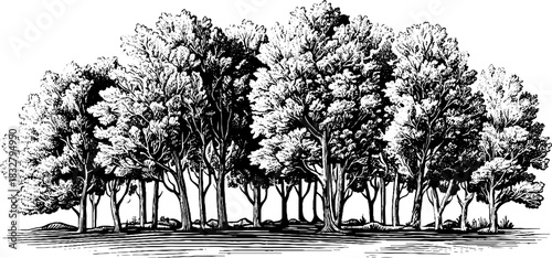 Engraved forest dusk spirit risi illustration - vintage nature silhouette for design projects