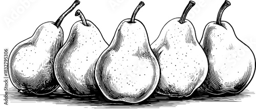 Vintage engraving of a group of ripe pears - decorative design for print and labels