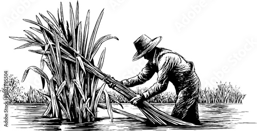 Vintage hand drawn illustration of a lakeside reed harvester for rustic decor