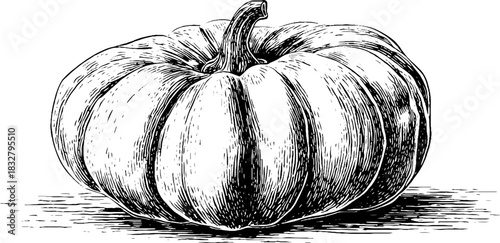 Rustic pumpkin engraving for autumn harvest theme and seasonal designs