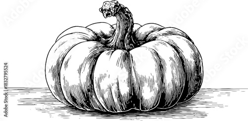 Rustic pumpkin engraving - vintage autumn harvest sketch for seasonal decor