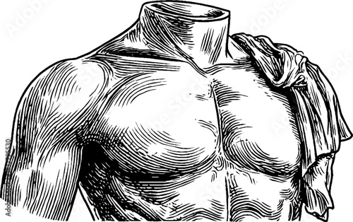 Engraved decorative illustration of a male statue torso fragment for art design