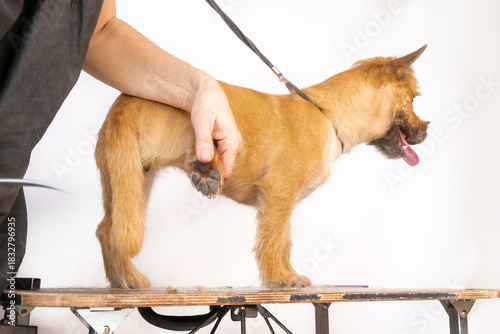groomer combing wool of spitz in salon, grooming master cuts and shaves, cares for a dog in professional salon for pets. clipping claws High quality photo