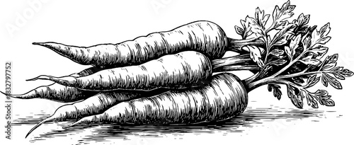 Engraved decorative illustration of a tightly bound bundle of carrots for design and print