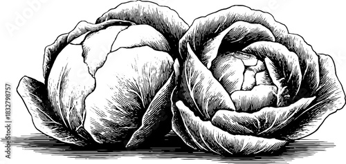 Vintage engraved illustration of freshly cut cabbage heads for culinary or decorative design