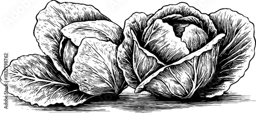 Engraved decorative illustration of freshly cut cabbage heads for kitchen decor and organic product design