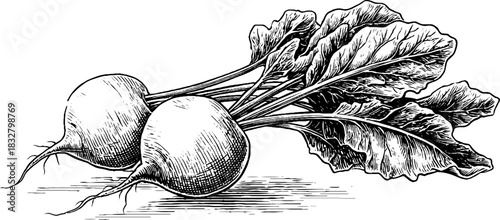 Decorative vintage sketch of freshly pulled beets for kitchen decor and design