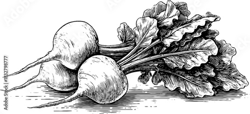 Engraved decorative illustration of freshly pulled beets - vintage botanical art for design
