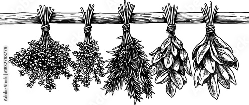 Vintage engraved decorative illustration of hanging dried herb clusters for design and decor