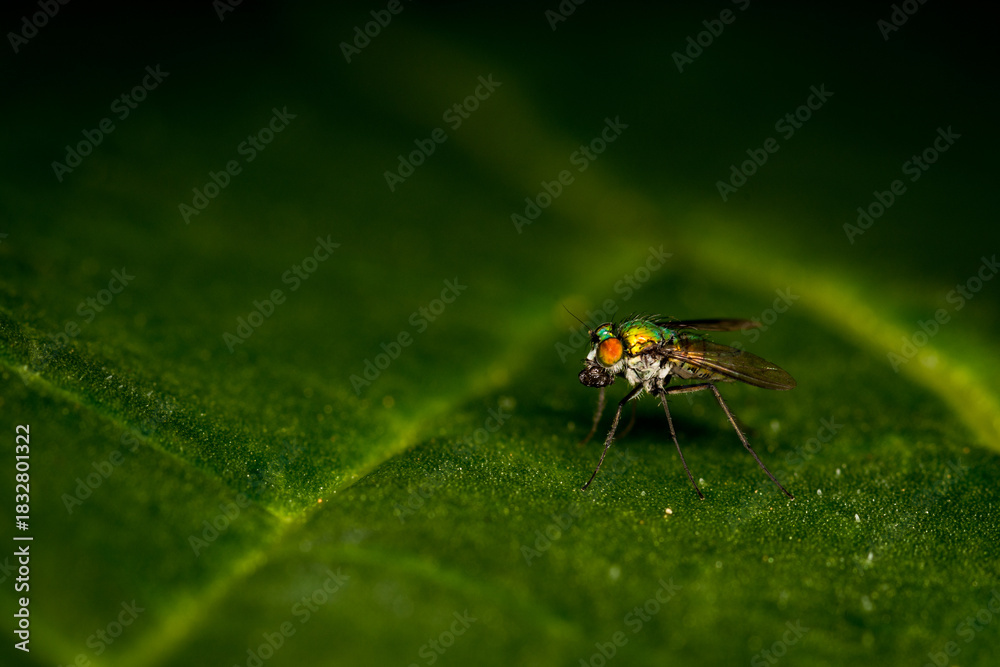 Fototapeta premium Close up of a metallic green brightly coloured fly