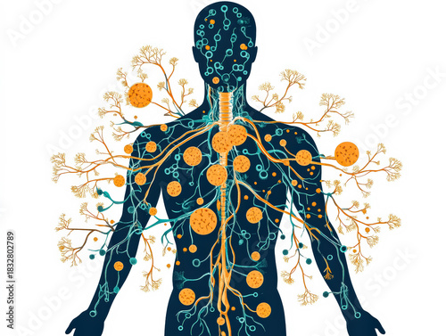 This vibrant illustration depicts the human immune system, highlighting lymphoid organs and vessels in dark teal and orange, creating a striking visual representation of immune function