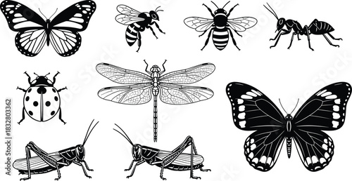 Delicate insect collection for educational projects or nature-themed designs, originally vector graphics, perfect for detailed scientific illustrations