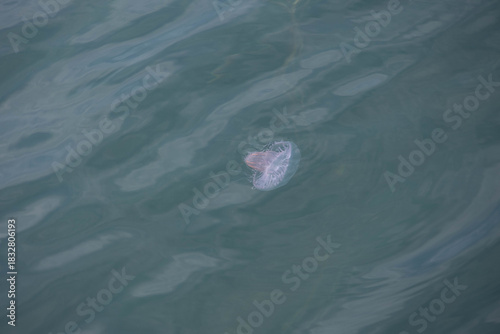 a large transparent jellyfish floating in the water