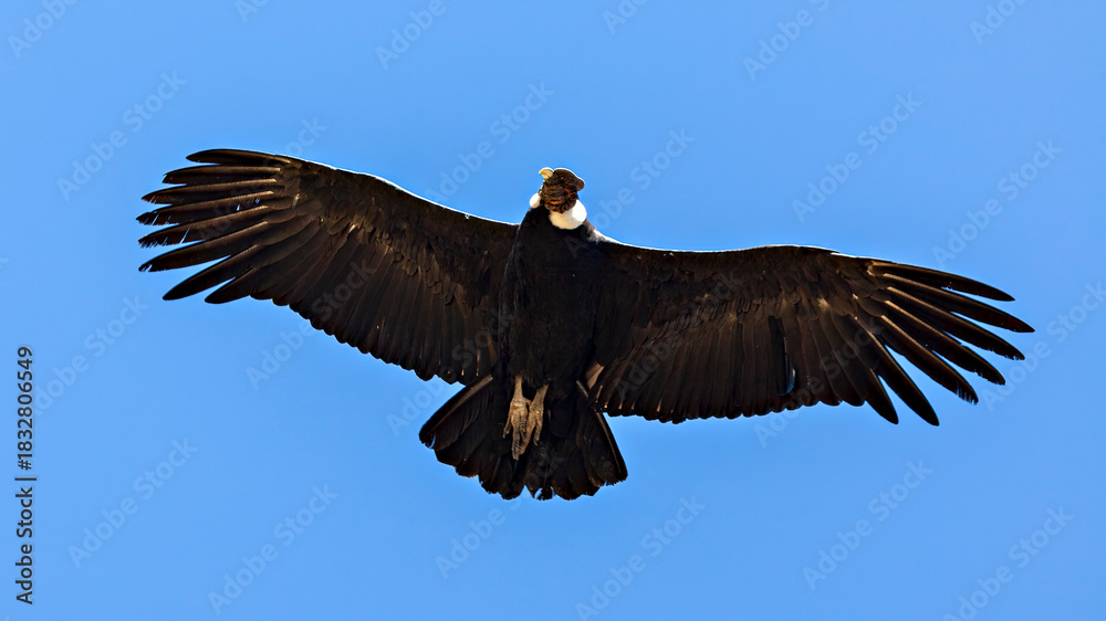 Obraz premium The Andean condor at the Colca Canyon in Peru