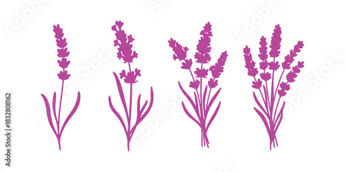 hand-drawn lavender flower doodle, set against a white backdrop, from a vintage herbal graphic collection. Ideal for tea packaging, organic products, medicinal uses, cosmetics, and greeting cards.