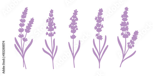 hand-drawn doodle of lavender flowers, isolated on a clean white background, from a vintage herbal graphic collection. Great for tea packaging, medicine, cosmetics and greeting cards.